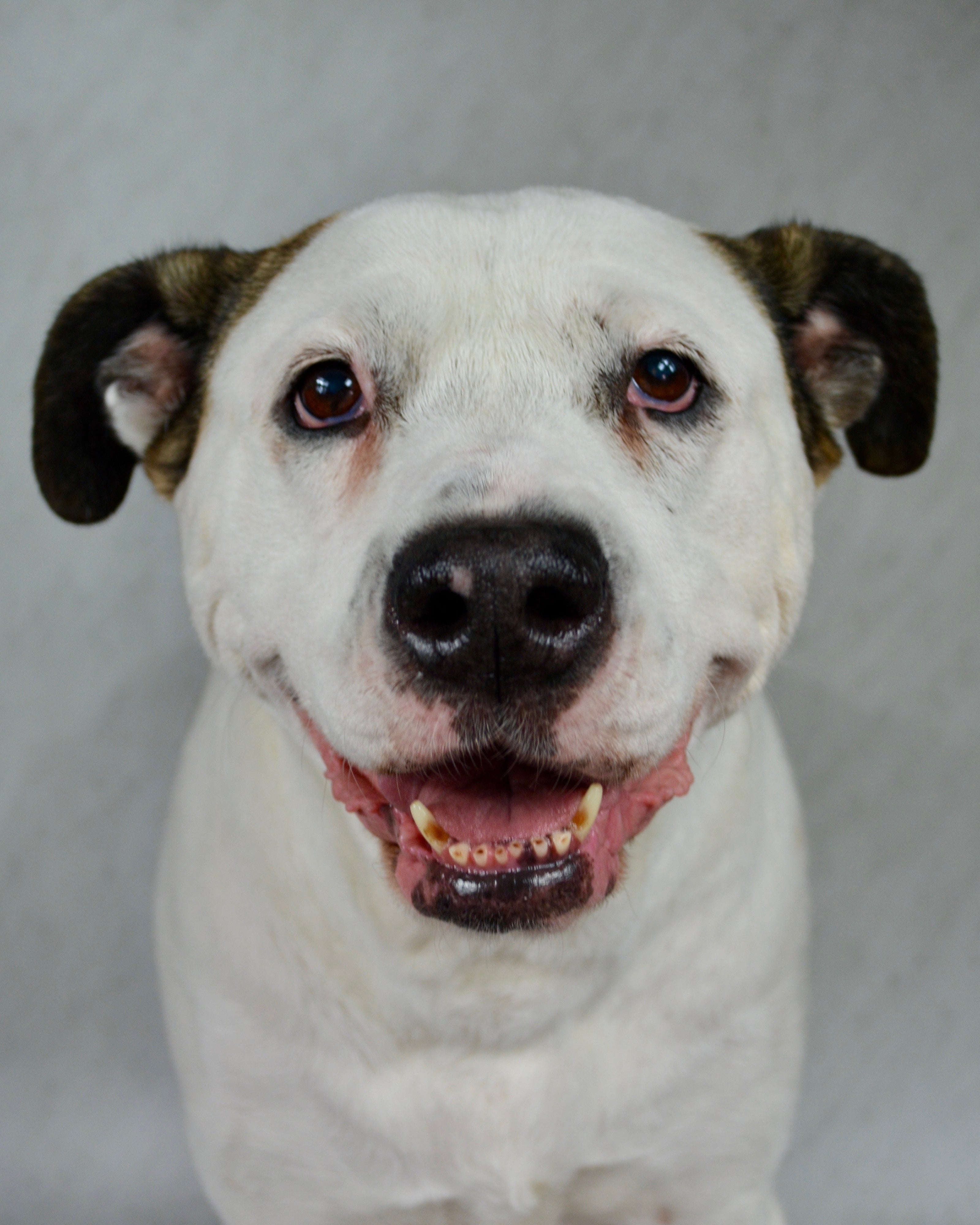 White and black American bulldog