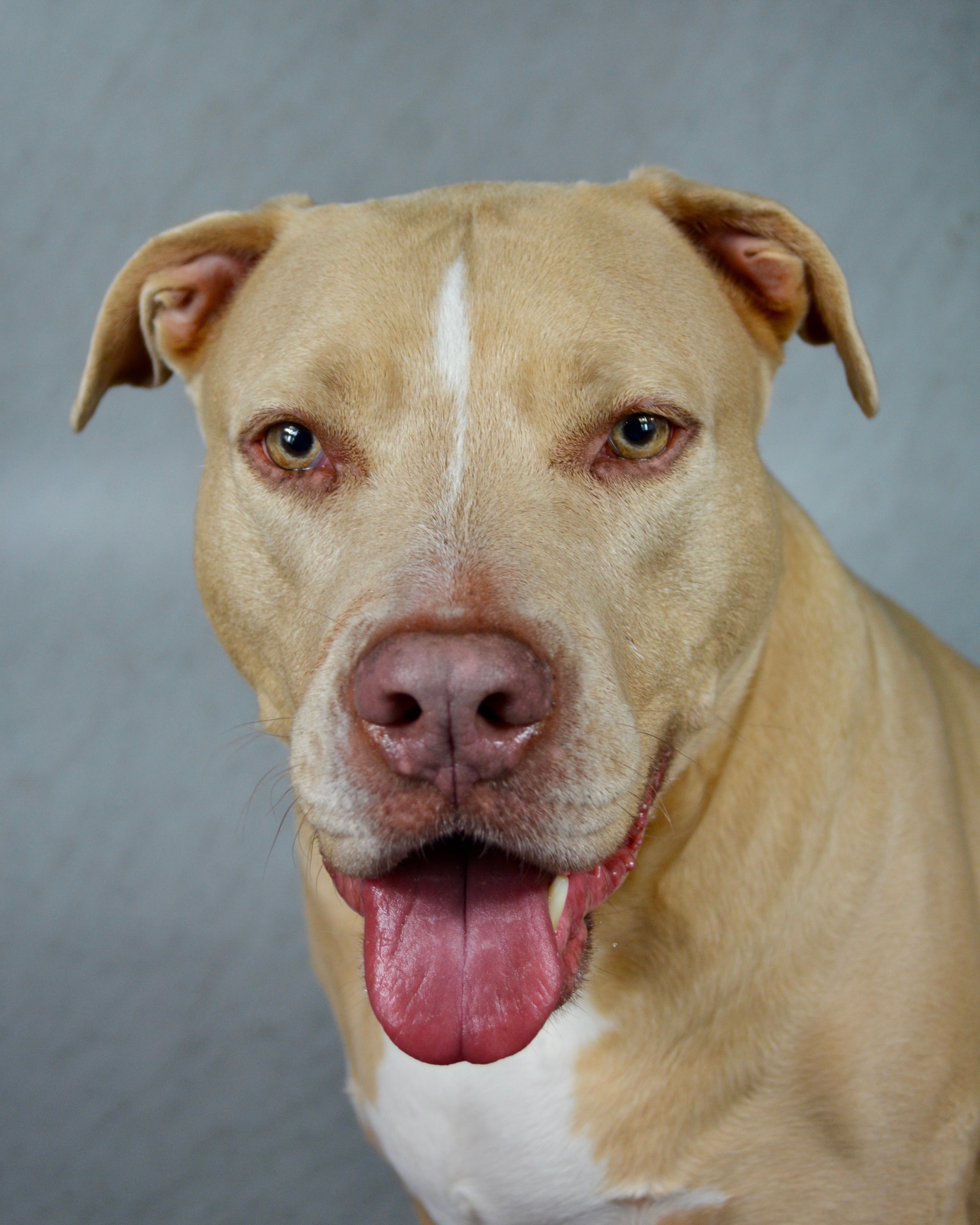 Light brown and white Pitbull