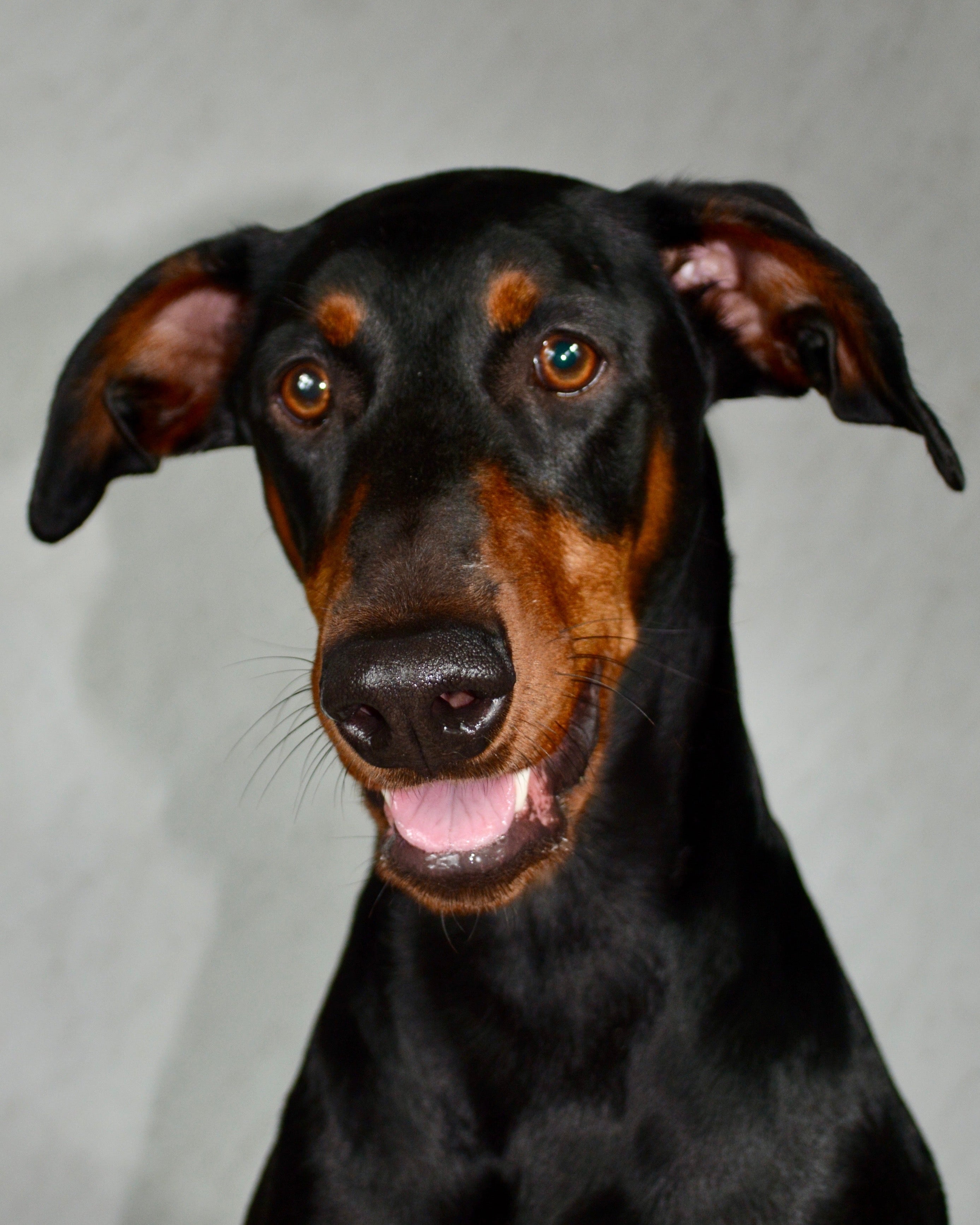 Black and brown doberman